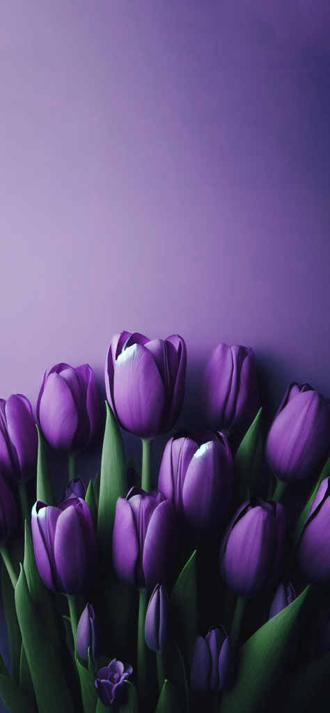 Fondos de pantalla de tulipanes de color purpura