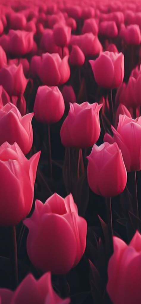 Fondos de pantalla de tulipanes rosas tumblr