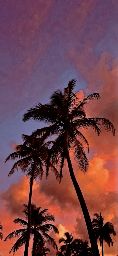 Fondos de pantalla de la playa con palmeras aesthetic