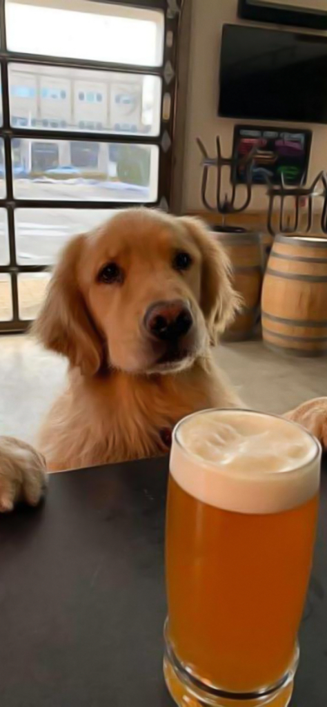 Fondos de pantalla belicones de un perro con cerveza