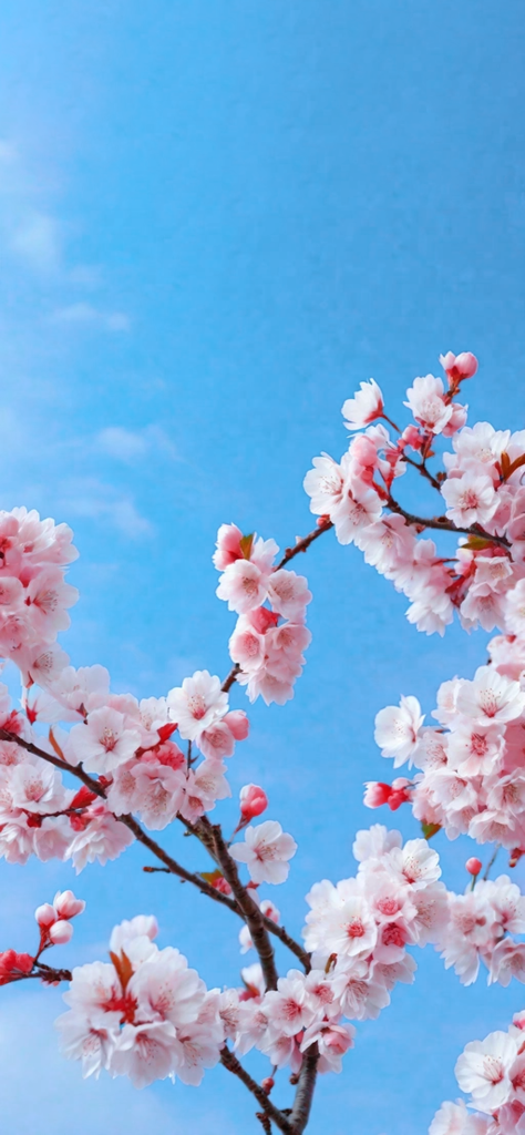 fondo de pantalla bonito para mujeres con flores rosas