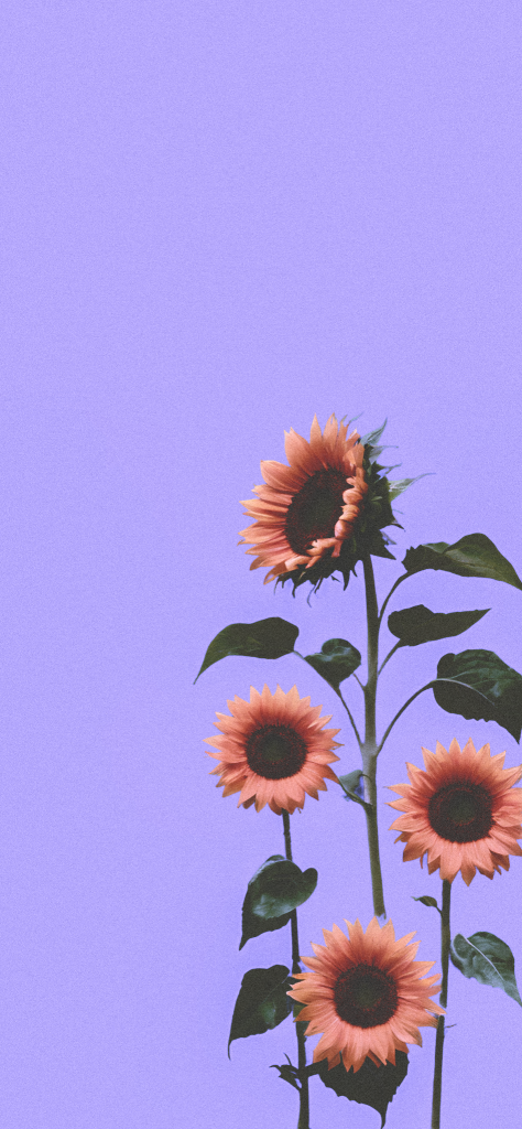 fondo de pantalla morado con girasoles