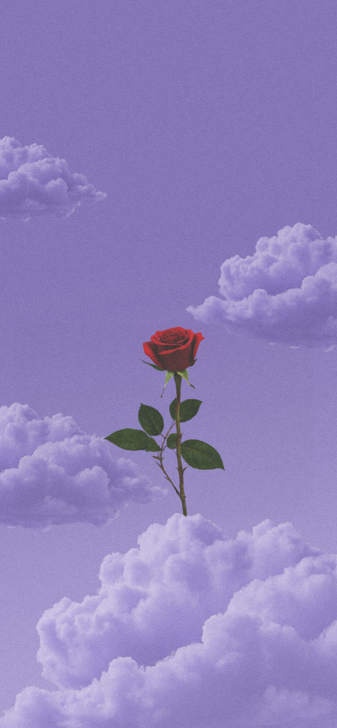 Fondo de pantalla morado con nubes de fondo y una rosa roja