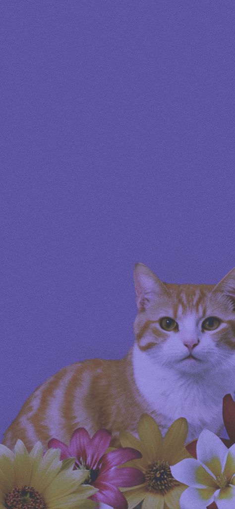 fondo de pantalla morado con un gato y flores