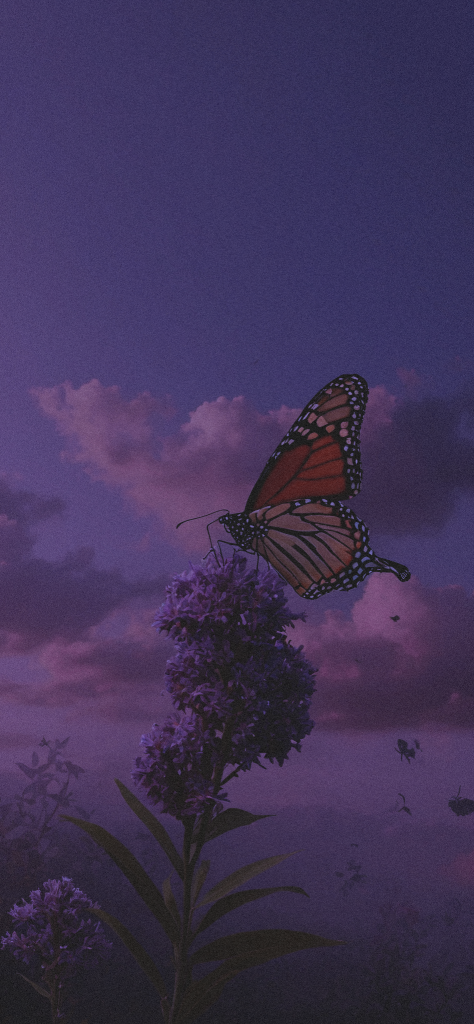 Fondo de pantalla aesthetic morado de una mariposa monarca naranja parada en una flor morada