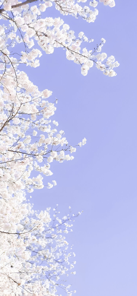Fondo de pantalla de color morado pastel con un arbol de flores blancas