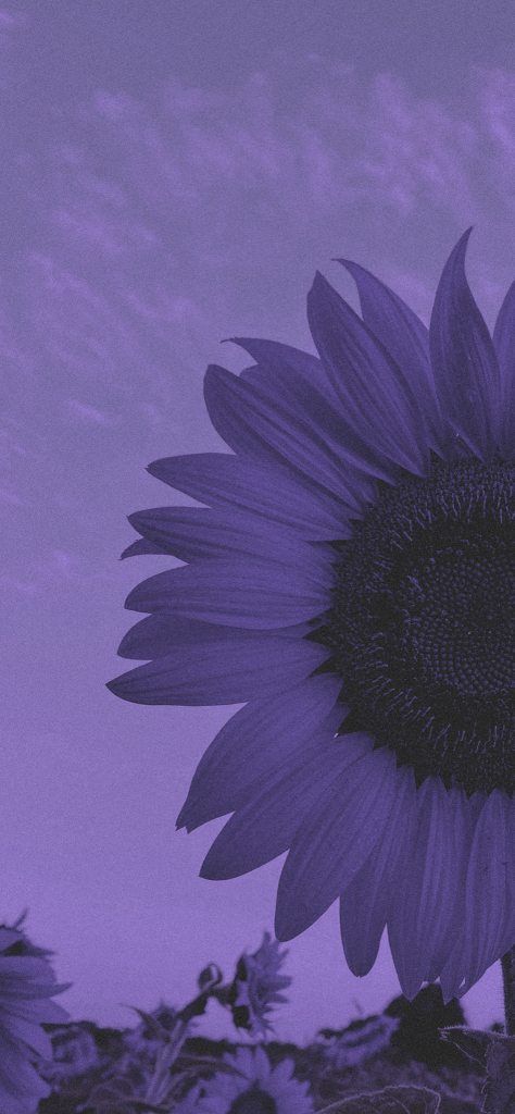Fondo de pantalla de color morado pastel con una girasol morada